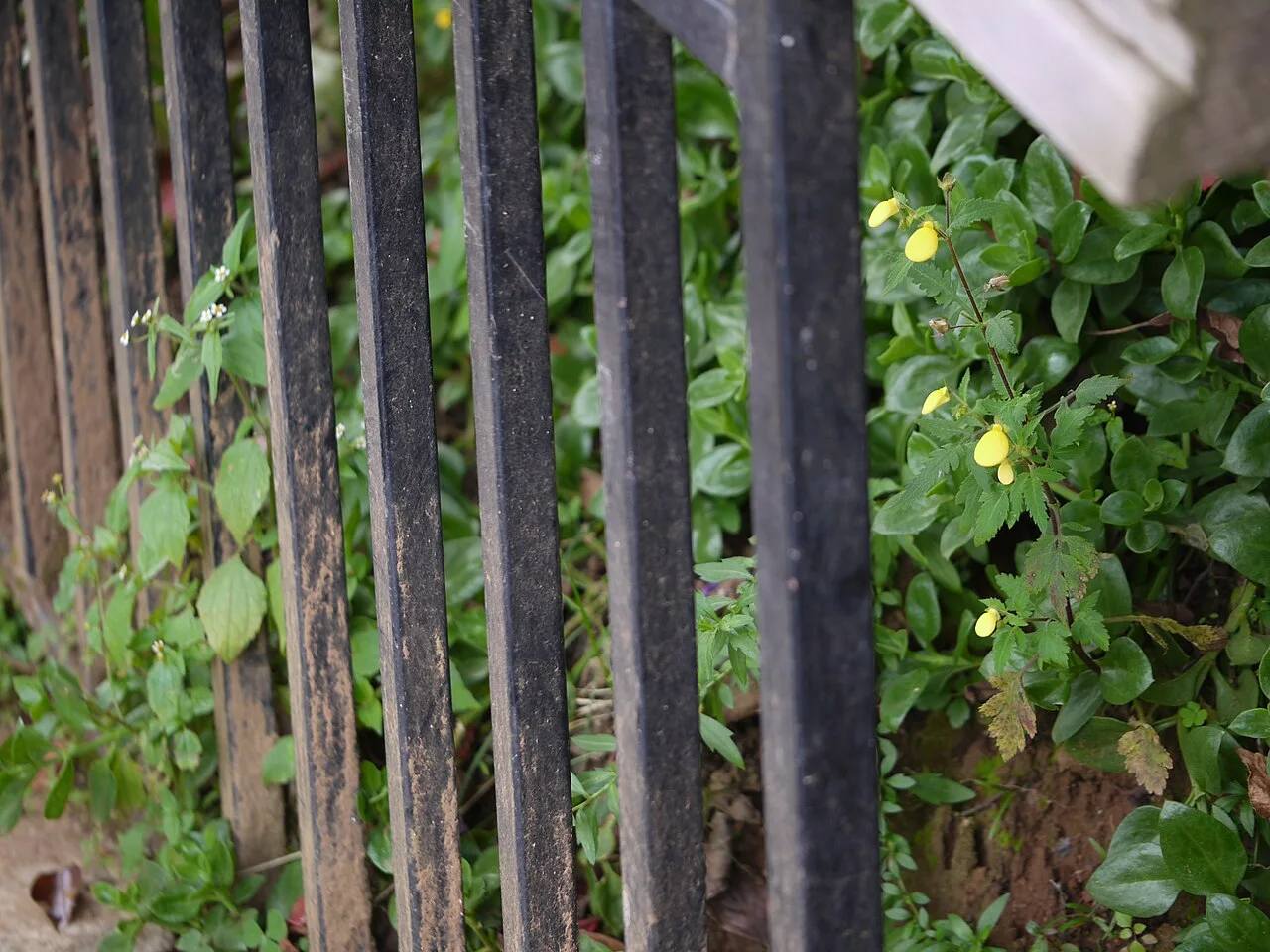 Fotografía de referencia de Calceolaria tripartita