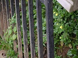 Fotografía de referencia de Calceolaria tripartita