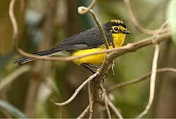 Fotografía de referencia de Myioborus melanocephalus