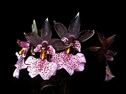 Fotografía de referencia de Caucaea nubigena
