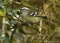 Fotografía de referencia de Mecocerculus stictopterus