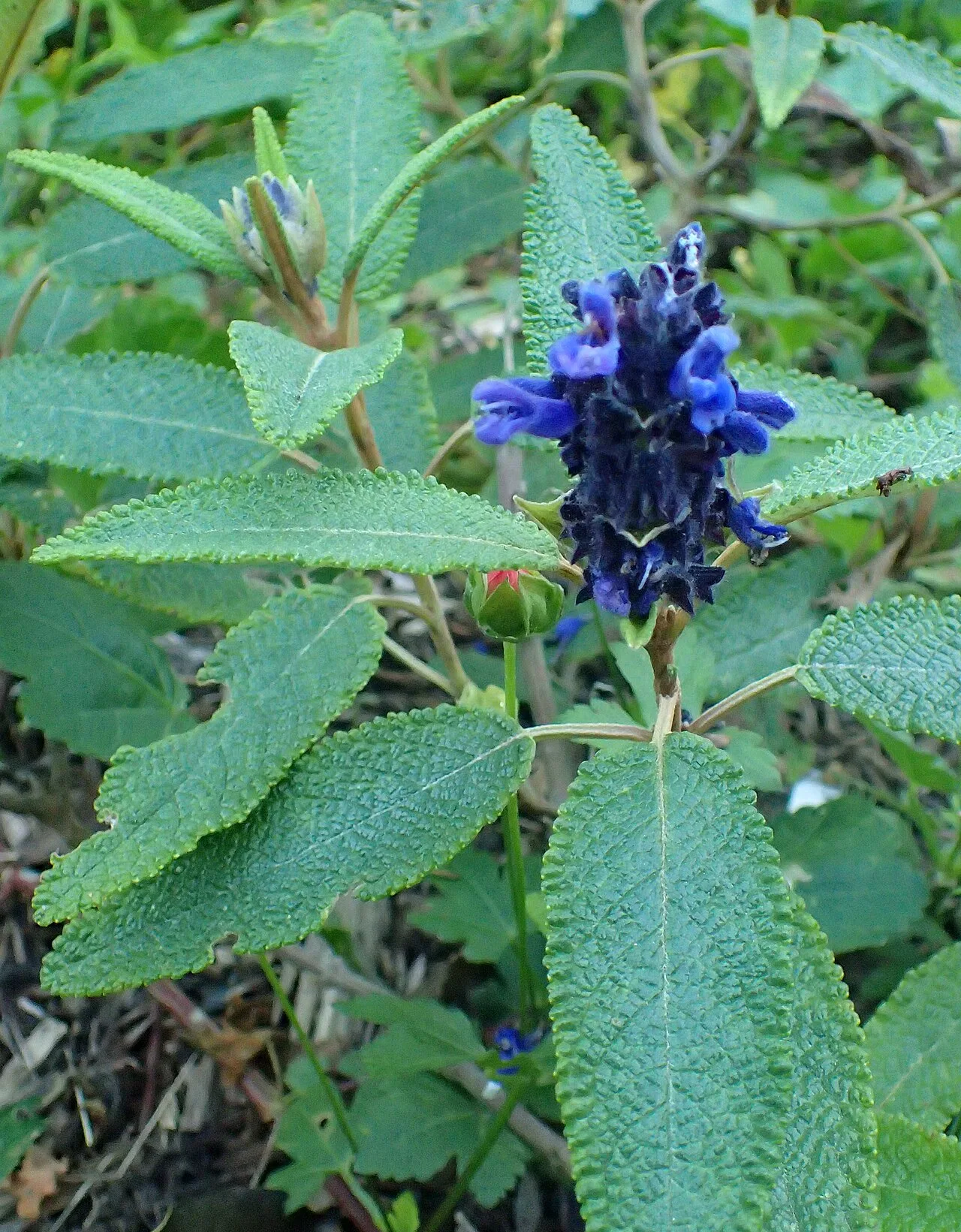 Fotografía de referencia de Salvia corrugata