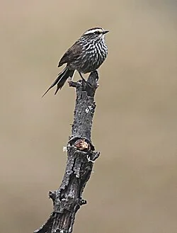 Fotografía de referencia de Leptasthenura andicola