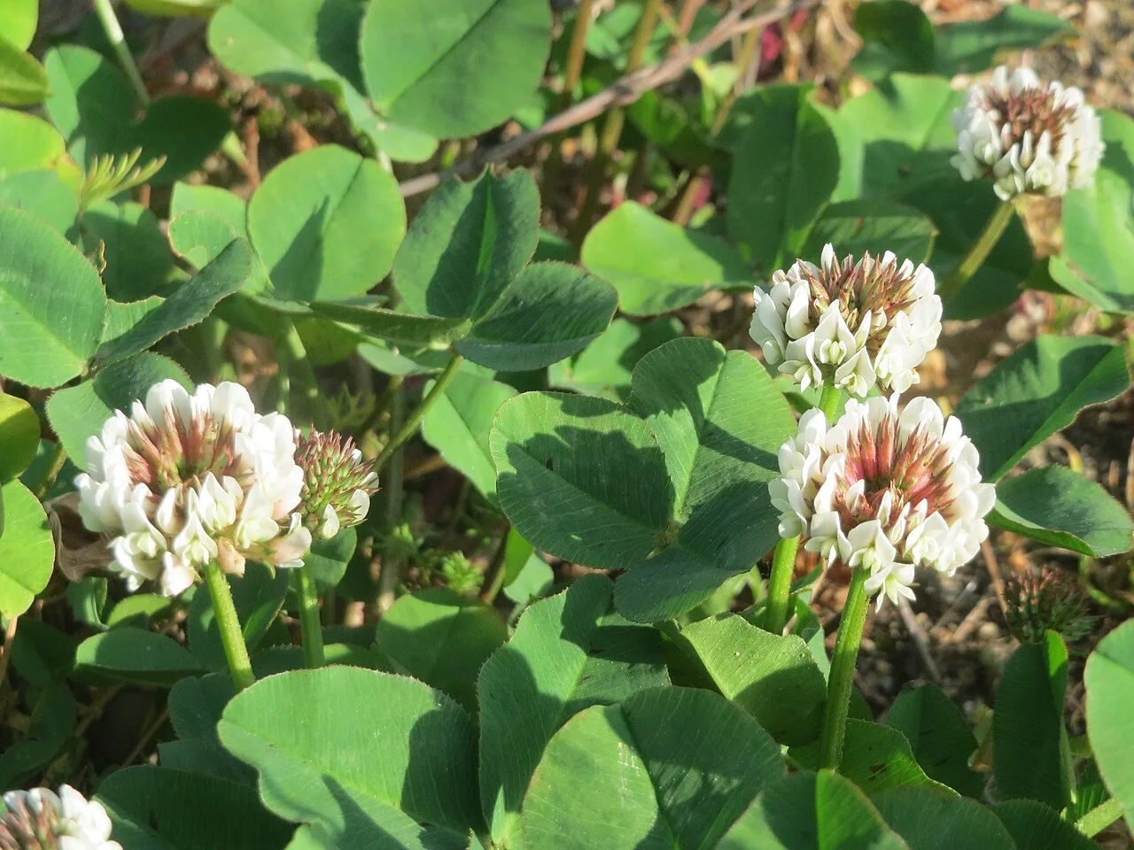 Fotografía de referencia de Trifolium repens