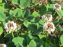 Fotografía de referencia de Trifolium repens