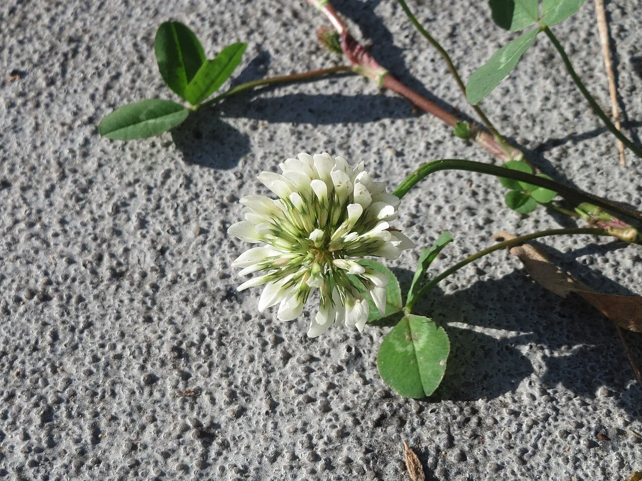 Fotografía de referencia de Trifolium repens