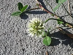 Fotografía de referencia de Trifolium repens