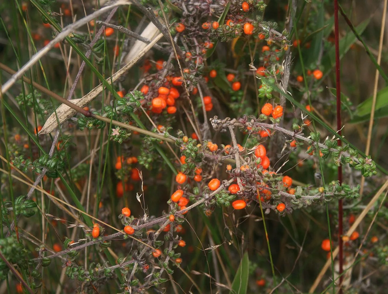 Fotografía de referencia de Galium hypocarpium