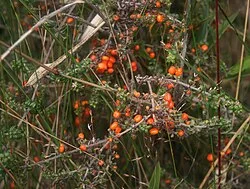 Fotografía de referencia de Galium hypocarpium