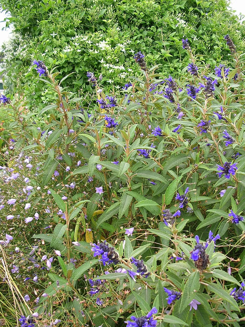 Fotografía de referencia de Salvia corrugata