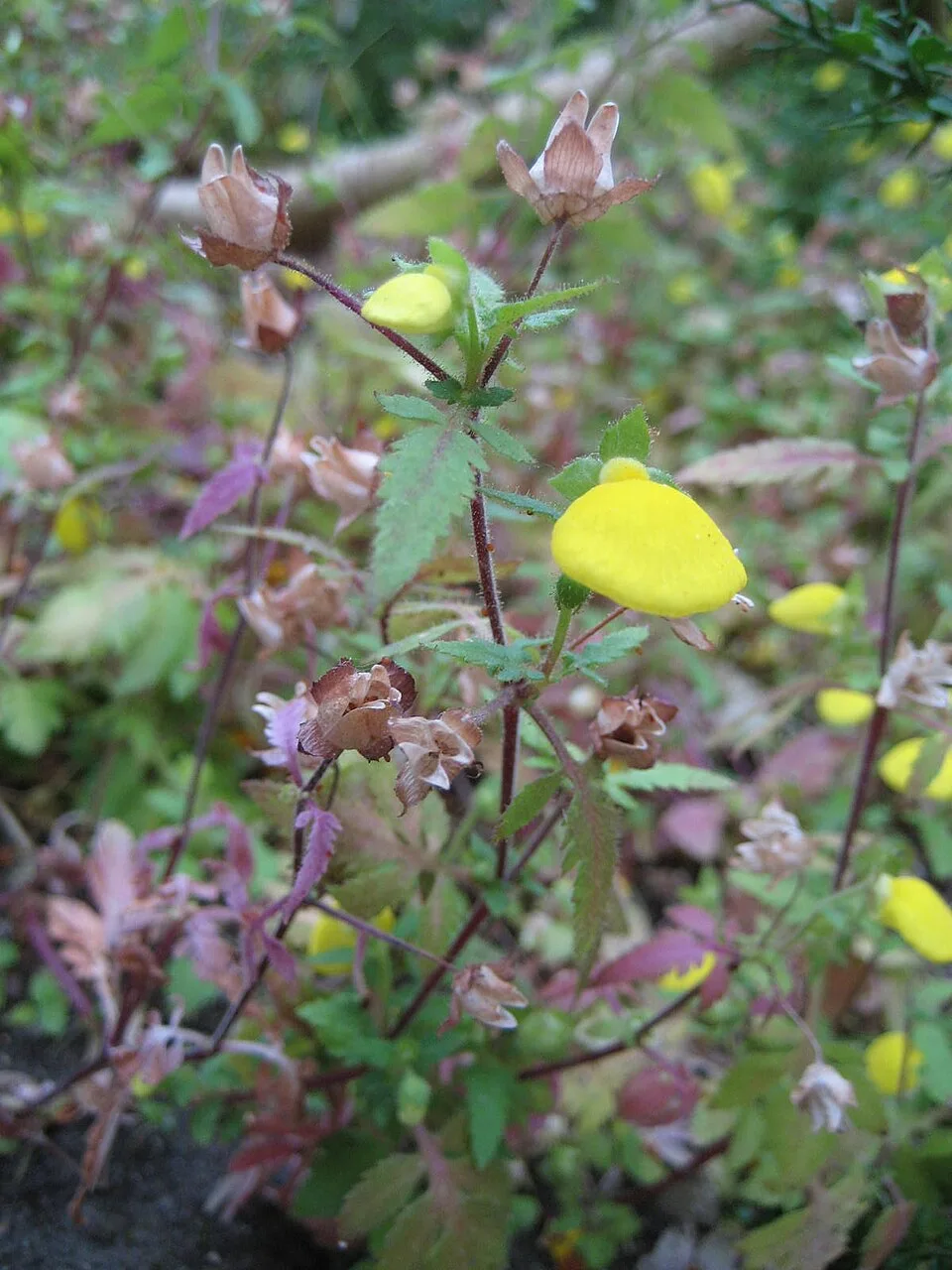 Fotografía de referencia de Calceolaria tripartita