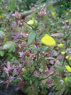 Fotografía de referencia de Calceolaria tripartita
