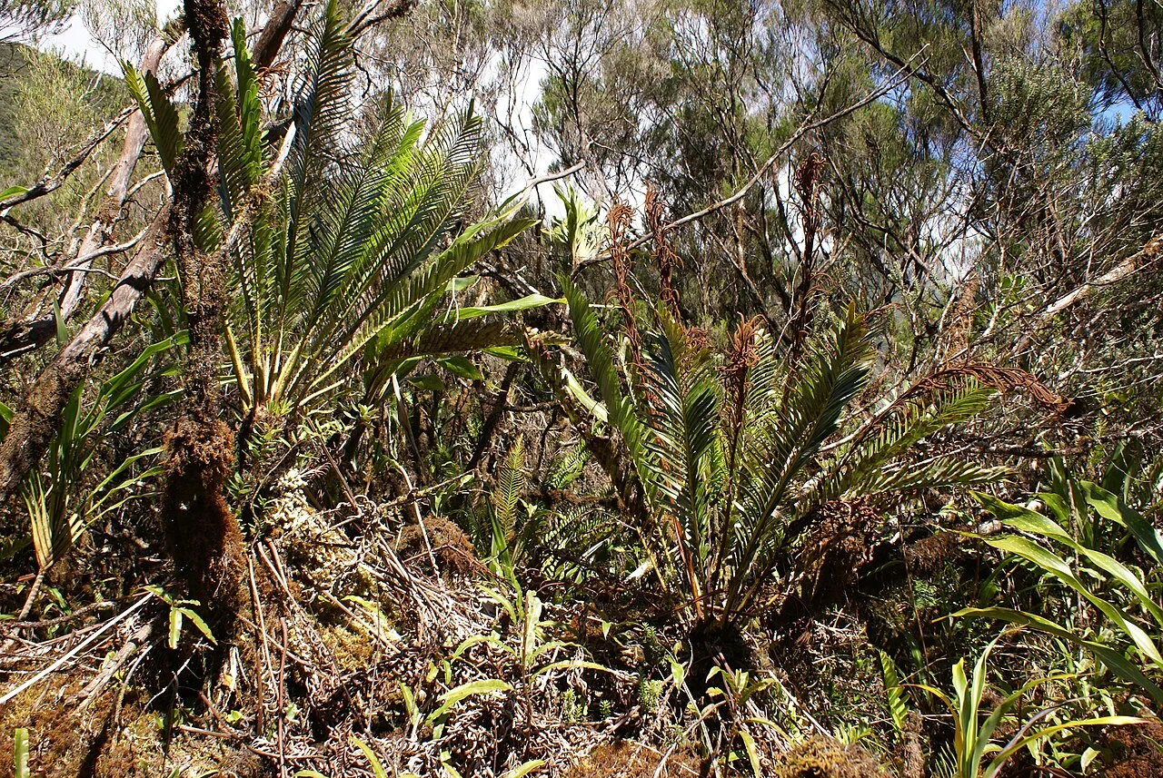 Fotografía de referencia de Lomariocycas tabularis