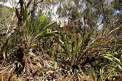 Fotografía de referencia de Lomariocycas tabularis