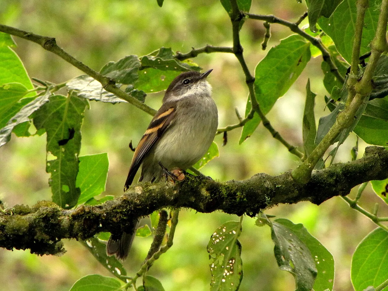 Fotografía de referencia de Mecocerculus leucophrys