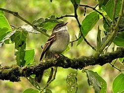 Fotografía de referencia de Mecocerculus leucophrys