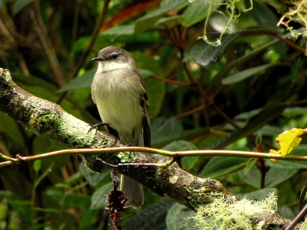 Fotografía de referencia de Mecocerculus leucophrys