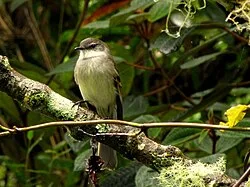 Fotografía de referencia de Mecocerculus leucophrys