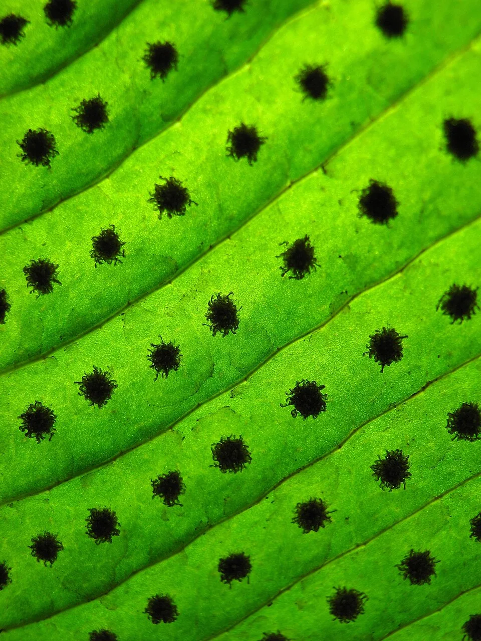 Fotografía de referencia de Niphidium crassifolium