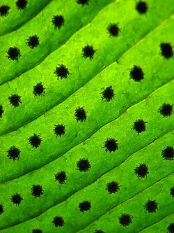 Fotografía de referencia de Niphidium crassifolium