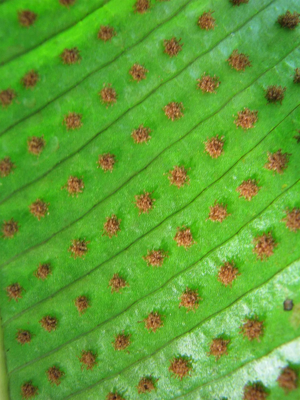 Fotografía de referencia de Niphidium crassifolium