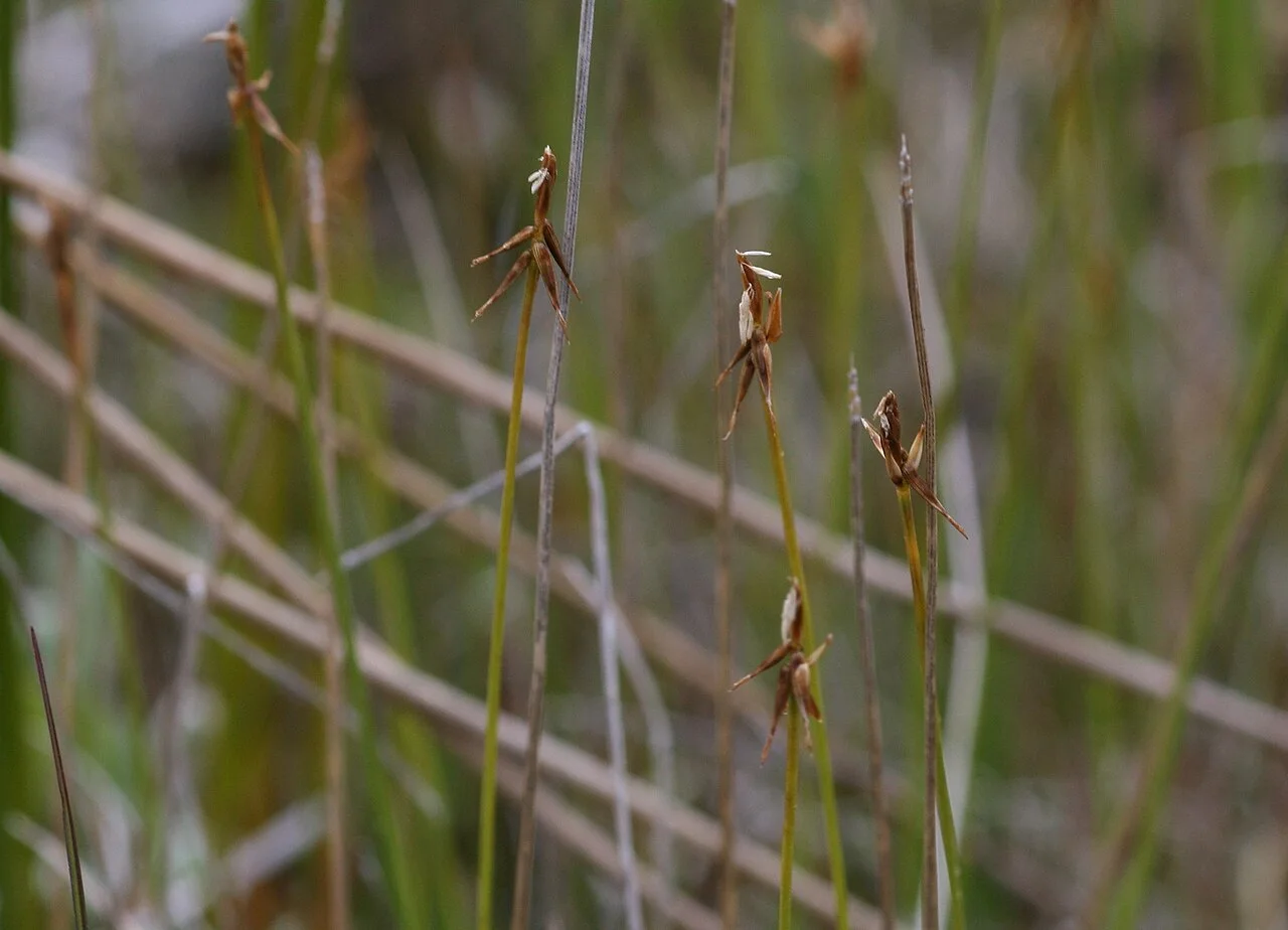 Fotografía de referencia de Carex microglochin