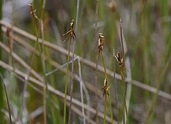 Fotografía de referencia de Carex microglochin