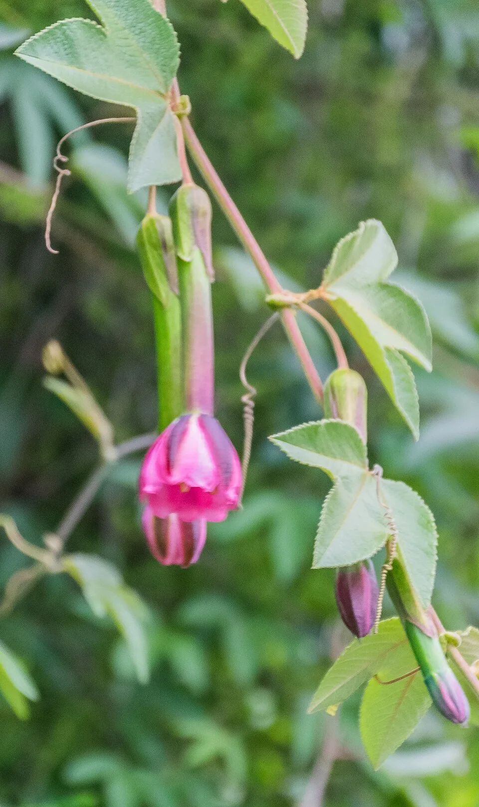 Fotografía de referencia de Passiflora tripartita