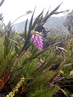 Fotografía de referencia de Elleanthus maculatus