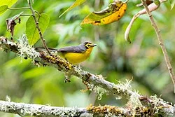 Fotografía de referencia de Myioborus melanocephalus