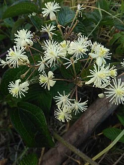 Fotografía de referencia de Clematis haenkeana