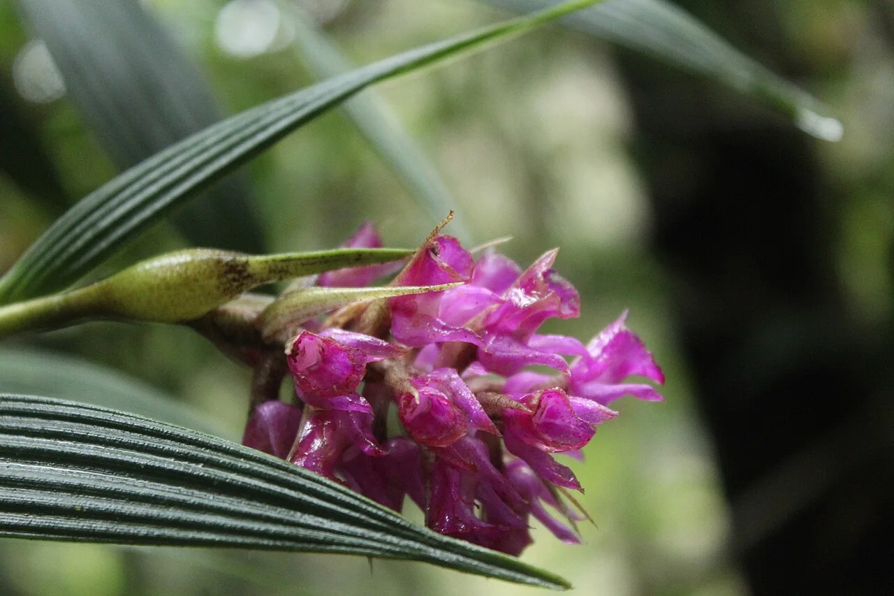 Fotografía de referencia de Elleanthus maculatus