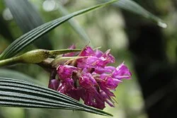 Fotografía de referencia de Elleanthus maculatus