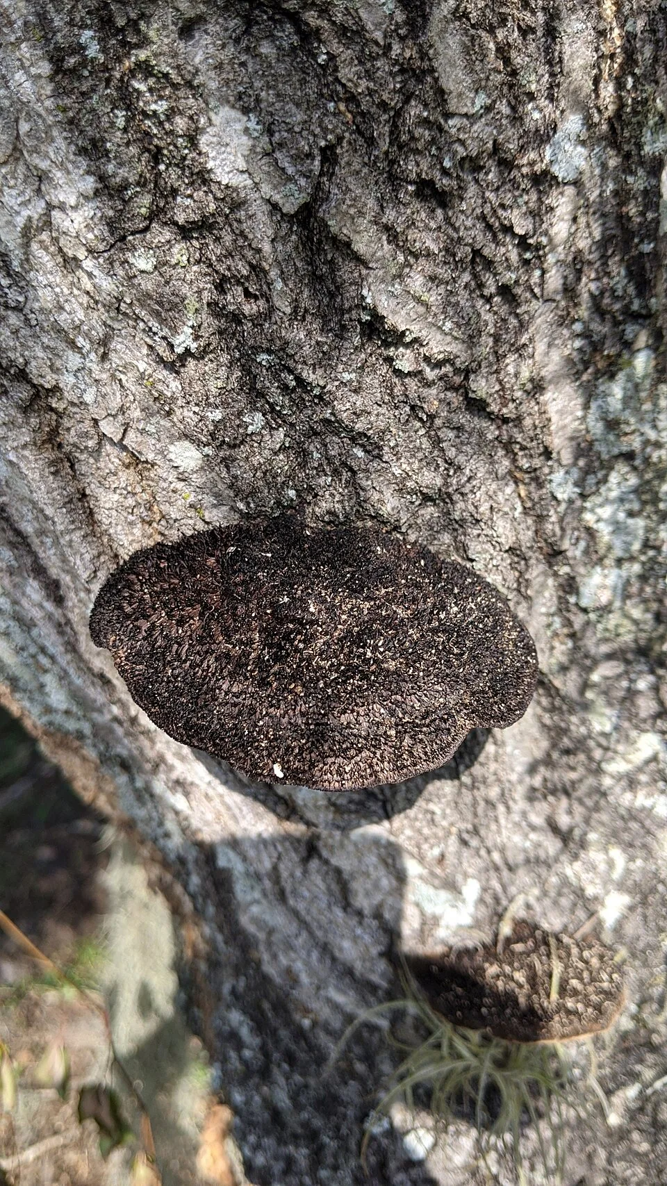 Fotografía de referencia de Hexagonia hydnoides