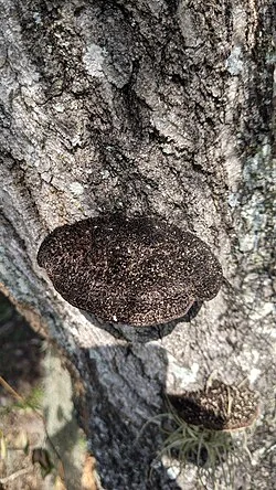 Fotografía de referencia de Hexagonia hydnoides
