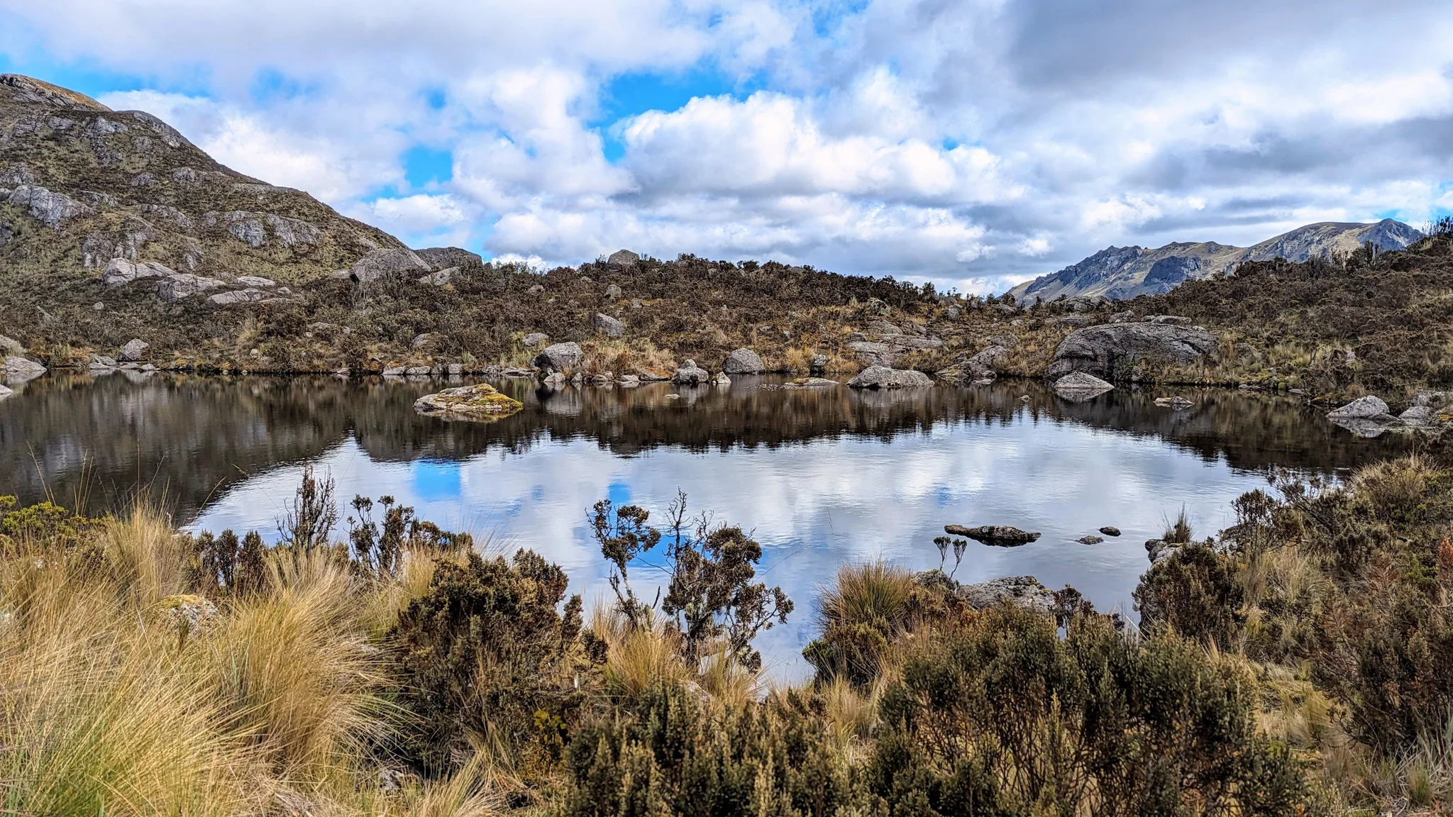 Una laguna pequeña rodeada de arbustos.