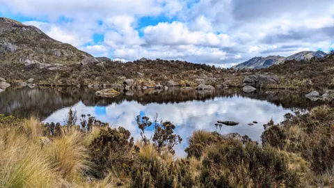 Una laguna pequeña rodeada de arbustos.