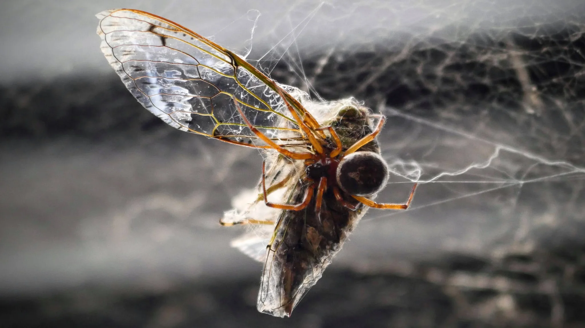 Insecto alado atrapado entre hilos de seda. La identificación más precisa sigue sin confirmarse.