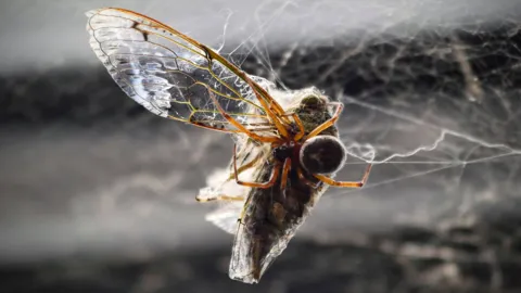 Insecto alado atrapado entre hilos de seda. La identificación más precisa sigue sin confirmarse.