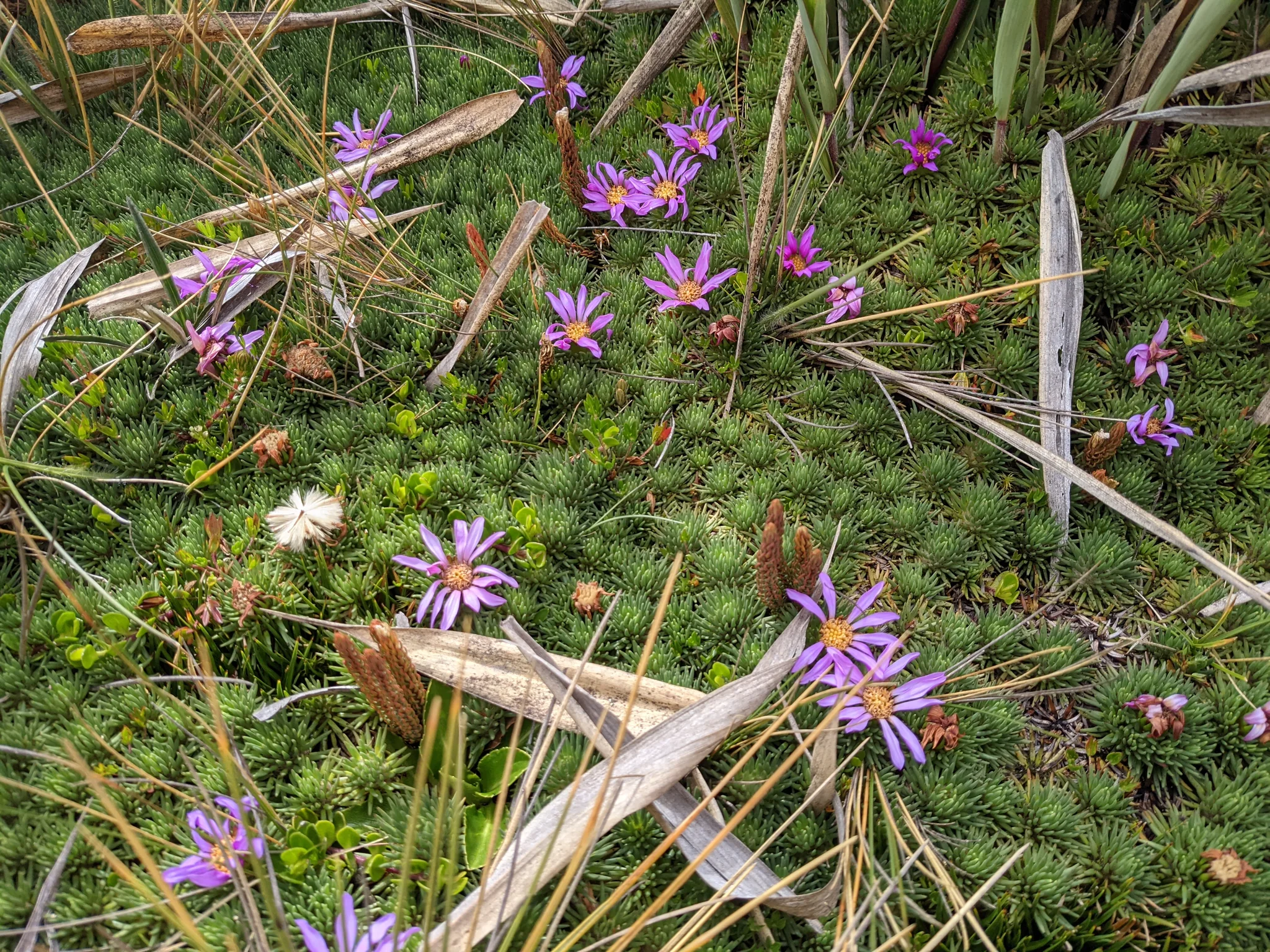 Pequeñas flores magenta entre la hierba. La identificación más precisa sigue sin confirmarse.