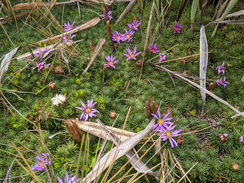Pequeñas flores magenta entre la hierba. La identificación más precisa sigue sin confirmarse.