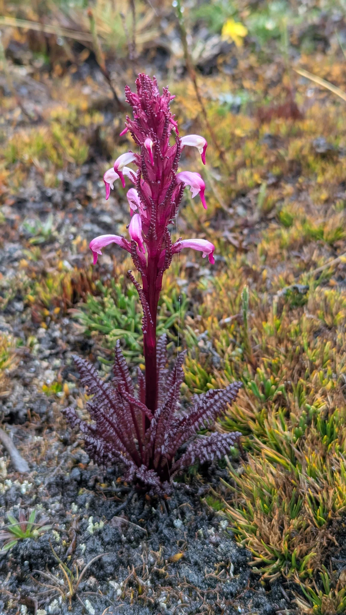 Una espiga de Pedicularis incurva, de flores rosadas y blancas, se alza sobre hojas finamente divididas en suelo musgoso.