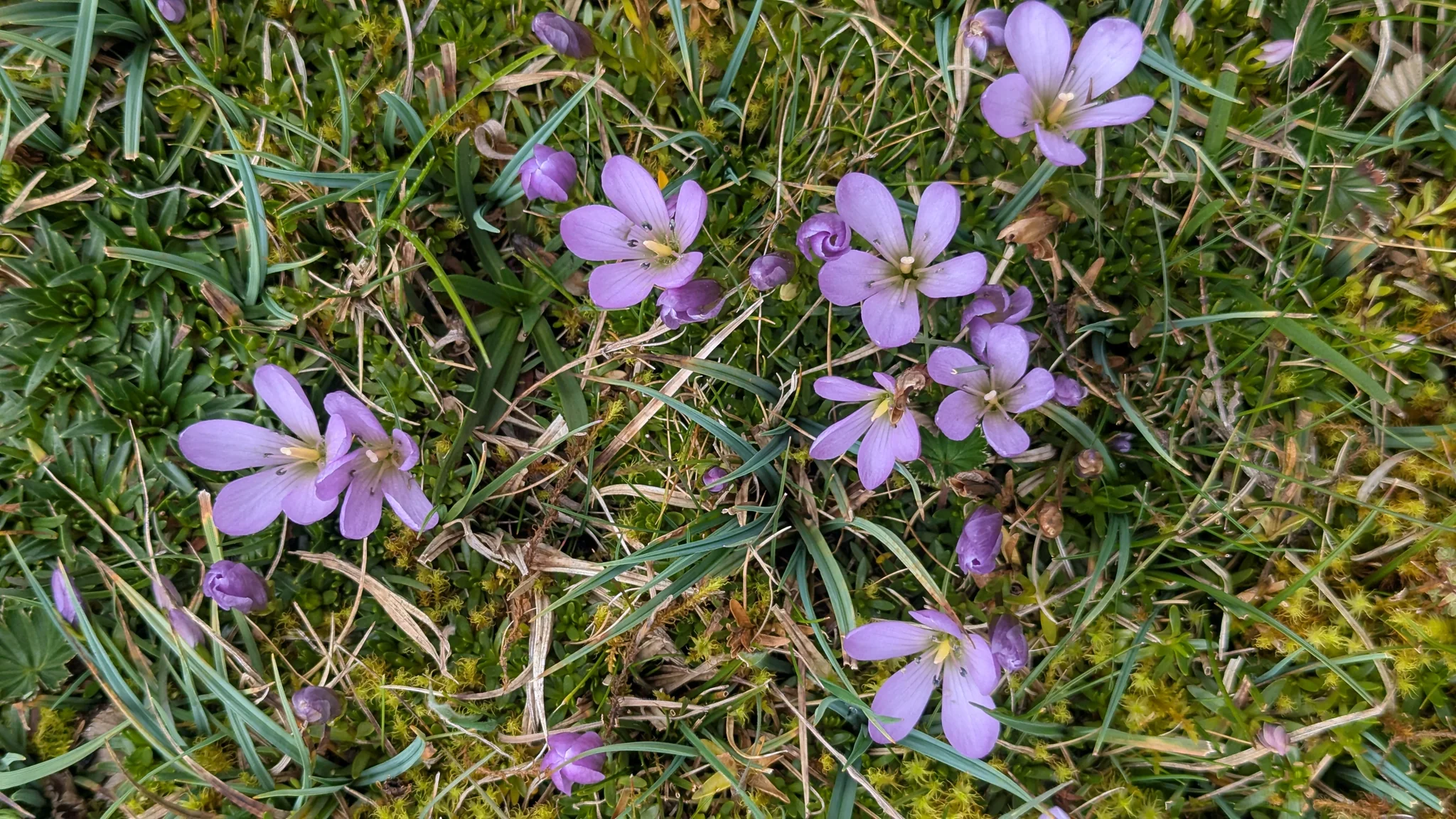 Detalle de una flor