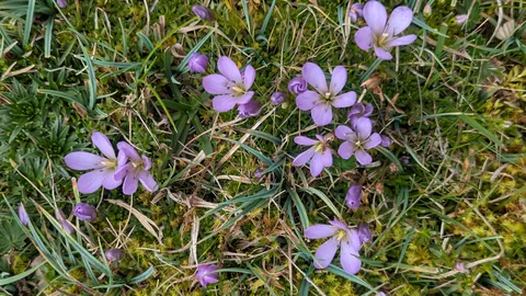 Detalle de una flor