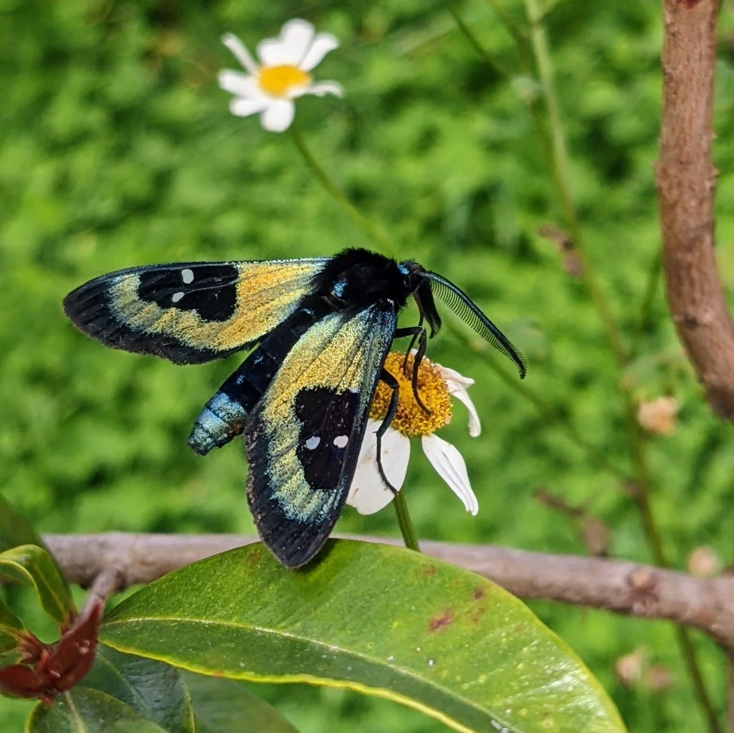Mariposa de manchas claras junto a margaritas. La identificación más precisa sigue sin confirmarse.