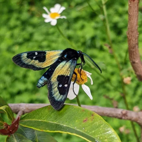 Mariposa de manchas claras junto a margaritas. La identificación más precisa sigue sin confirmarse.