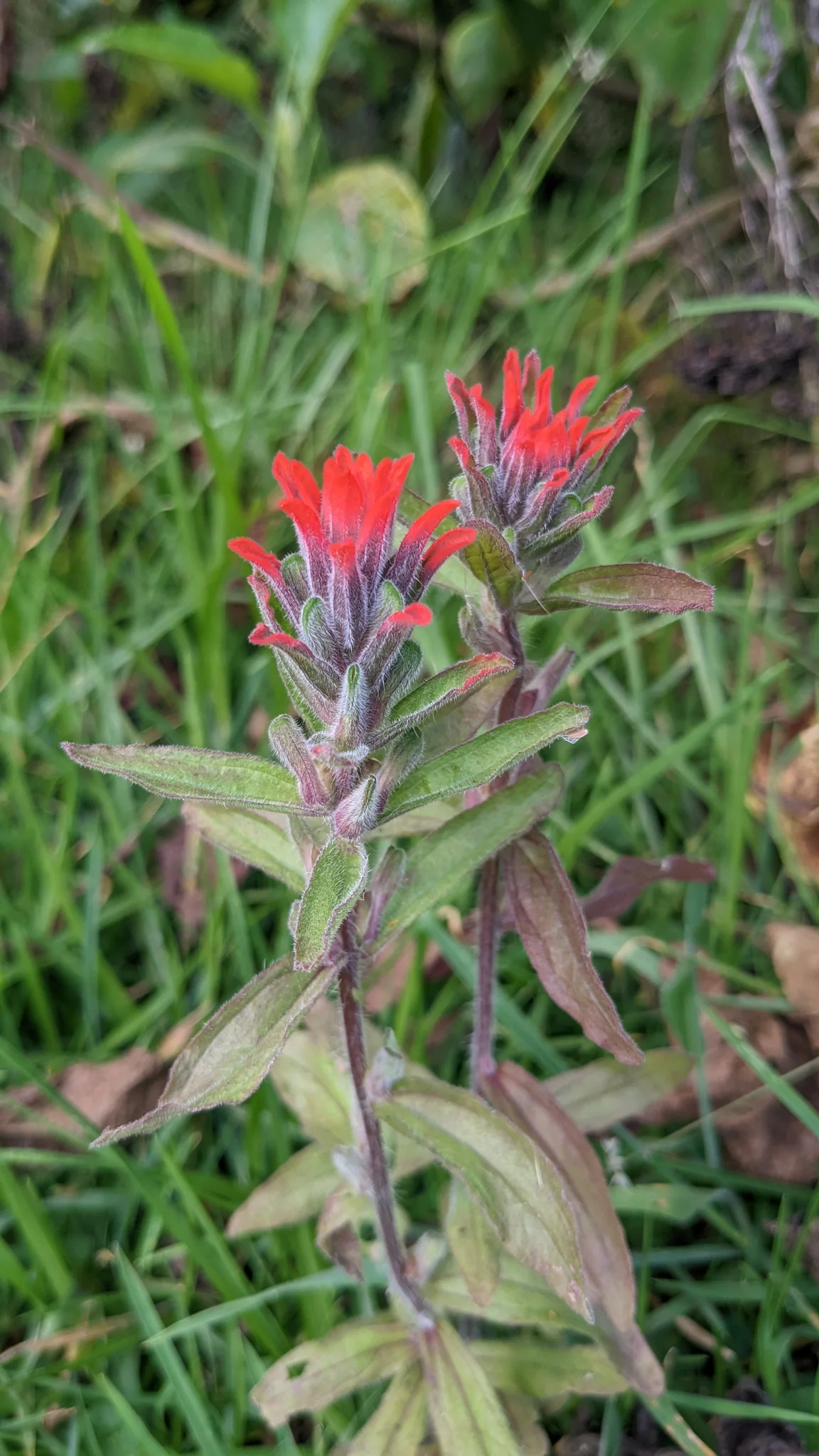 Espigas escarlata de Castilleja.