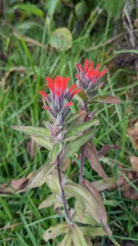 Espigas escarlata de Castilleja.