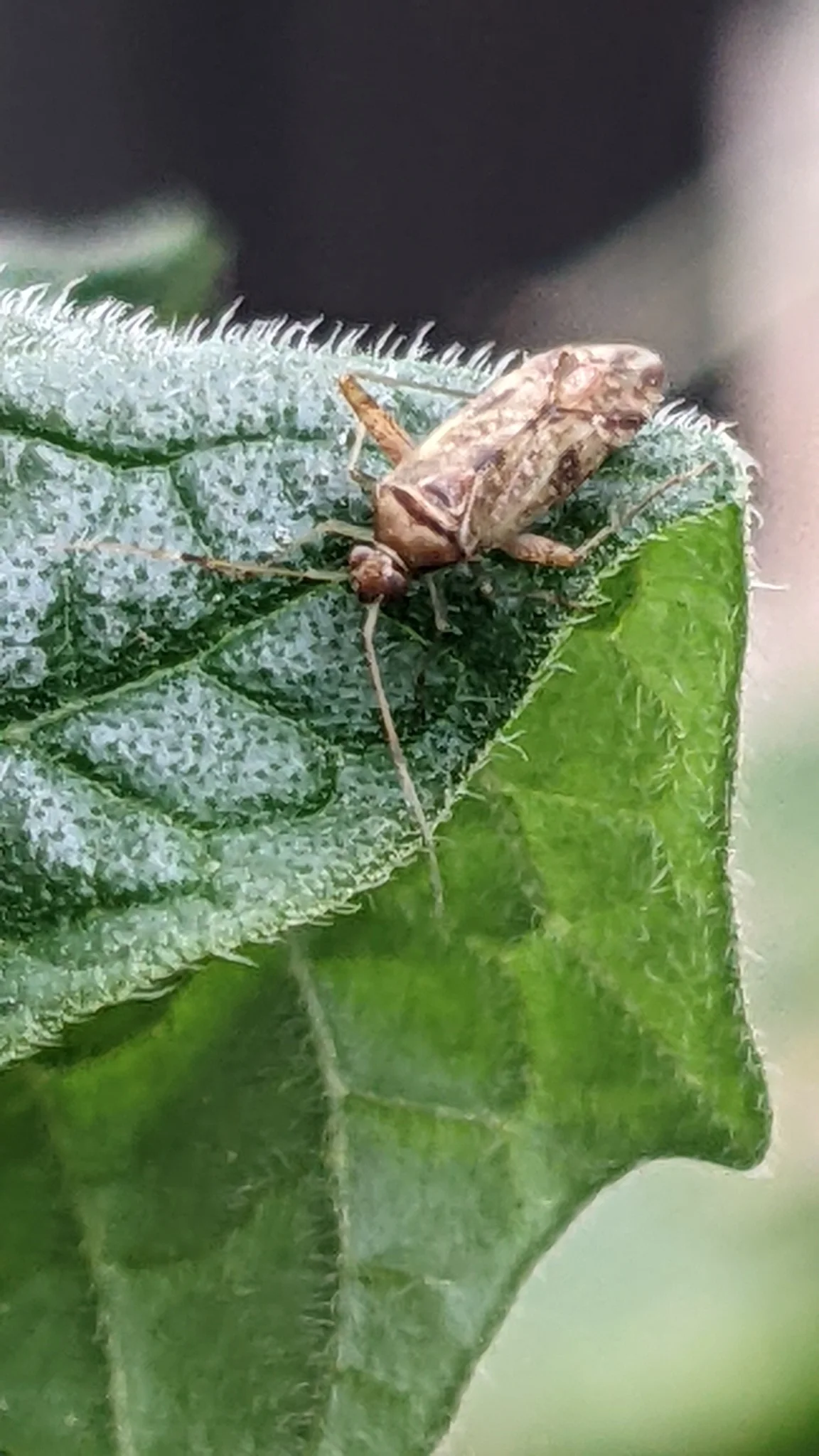 Insecto moteado en una hoja verde. La identificación más precisa sigue sin confirmarse.