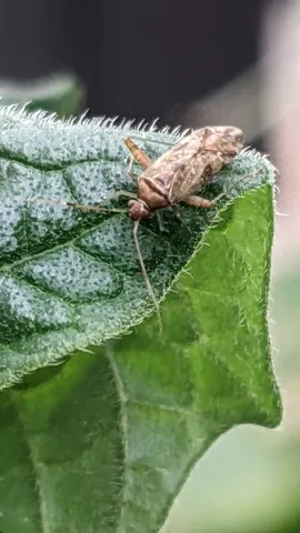 Insecto moteado en una hoja verde. La identificación más precisa sigue sin confirmarse.